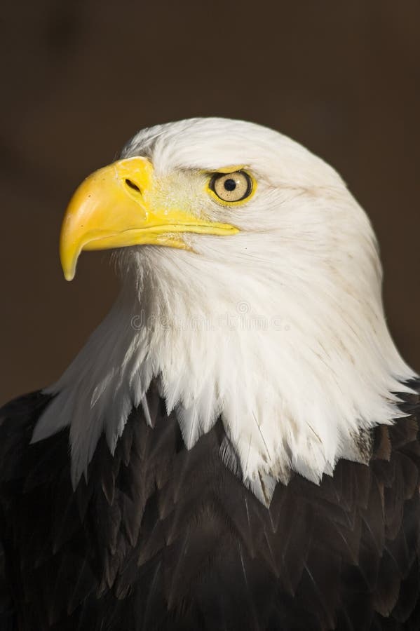 Bald Eagle Portrait royalty free stock photography Bald Eagle Portrait royalty free stock photography