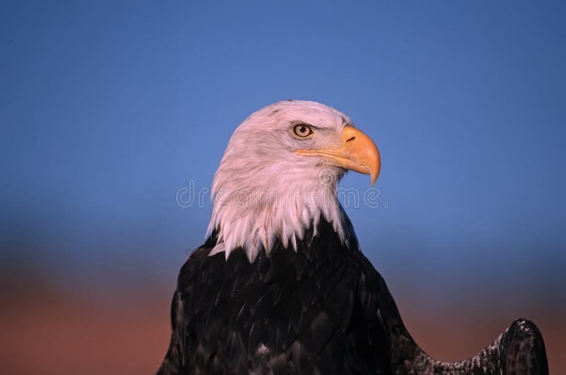 Bald eagle portrait