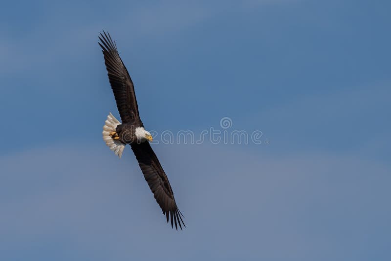 Bald Eagle Portrait lizenzfreie abbildung Bald Eagle Portrait lizenzfreie abbildung