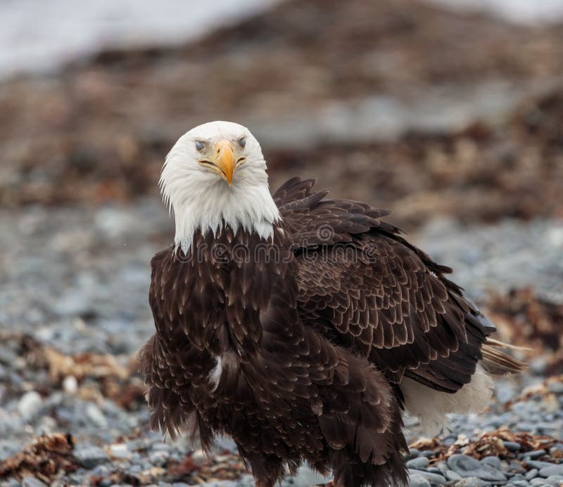 A Bald Eagle Poses with Nictitating Eyelids Stock Photo - Image of ...