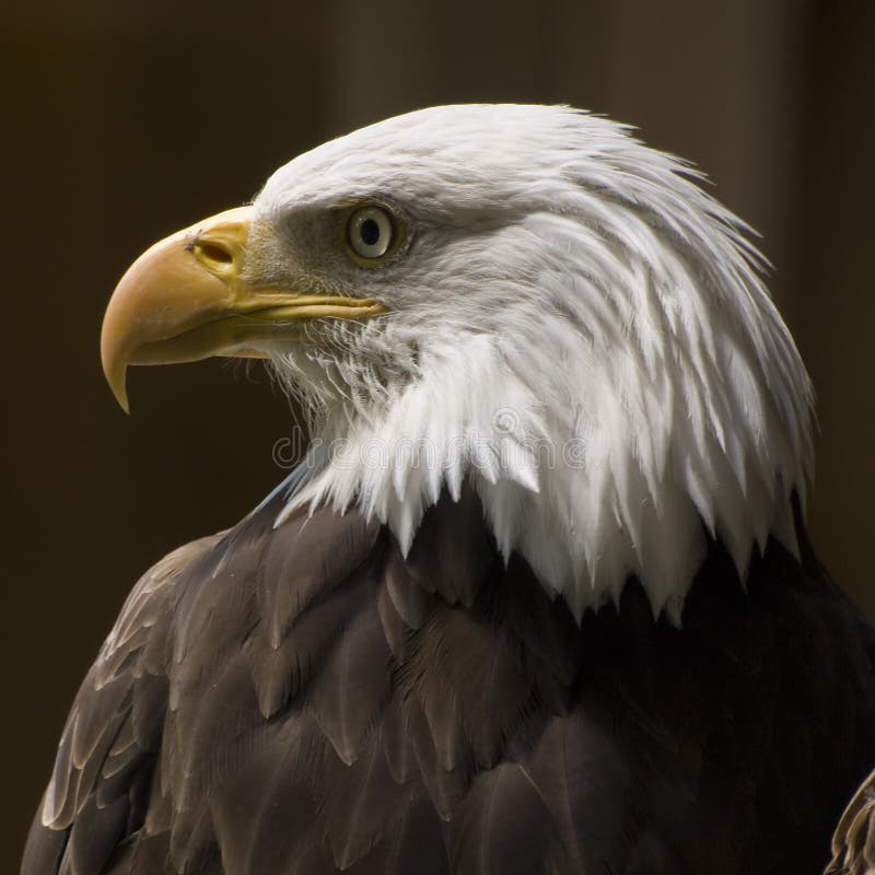 Bald Eagle Profile Stock Image Image 15005931