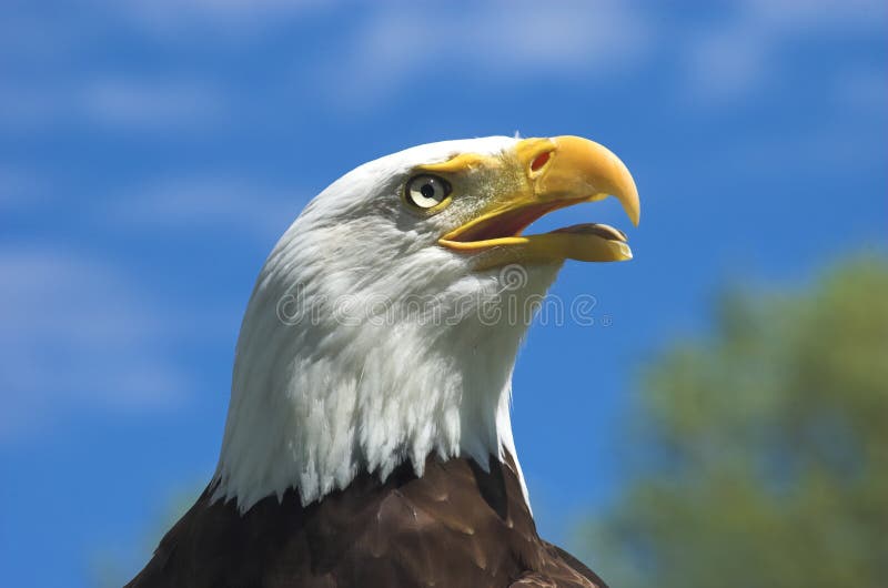 Bald Eagle Profile Picture. Image 2646076