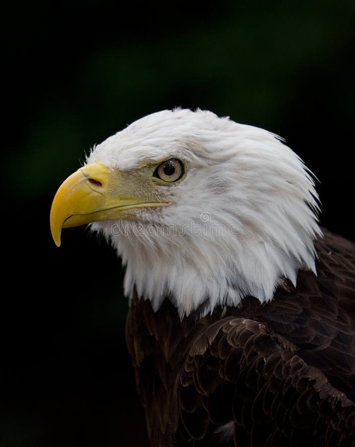 A Bald Eagle Portrait In Profile. A Bald Eagle Portrait In Profile