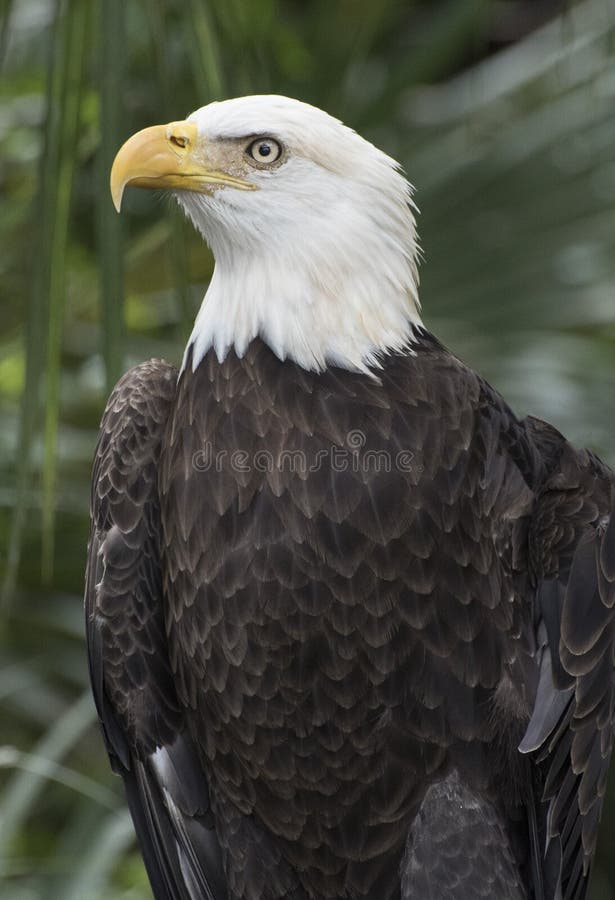 Bald Eagle Profile stock photo. Image of foliage, america 62699710