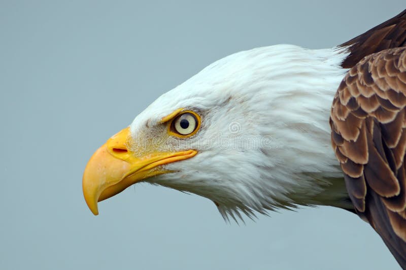Bald Eagle Side on Portrait Stock Image - Image of viewer, colourful