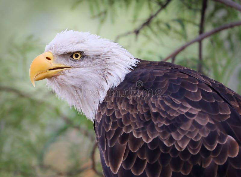 Bald Eagle - Side profile picture