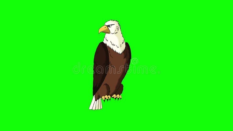 Bald Eagle Sits and Looks Around Stock Video - Video of elements, kids:  91576055