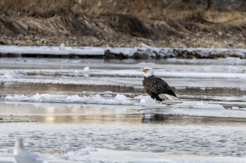 Bald eagle sitting on a frozen river