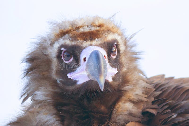 Bald eagle and snow stock image. Image of beak, mountain - 98667915