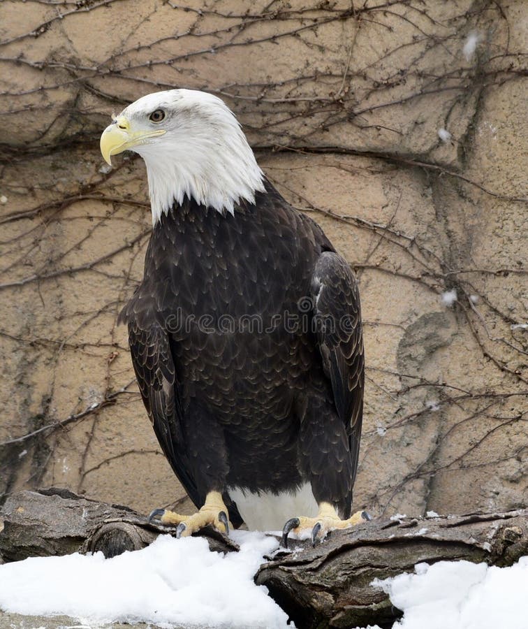 Bald Eagle on Snow Covered Perch Stock Photo Image of females, brown 109930974