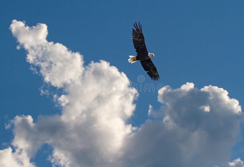 Bald Eagle Flying Above The Clouds Stock Photo Image of bird, travel