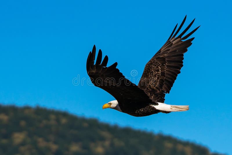 Bald eagle soaring in-flight, eagles flying