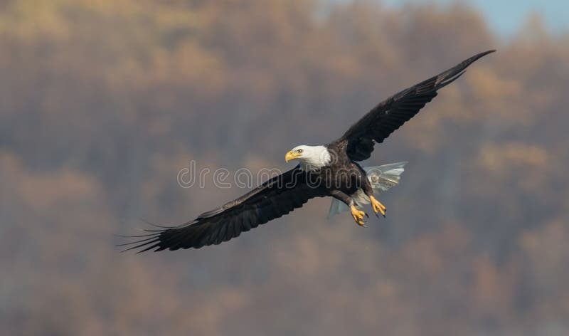 Bald Eagle