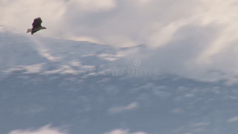 Bald eagle soaring over mountains through clouds