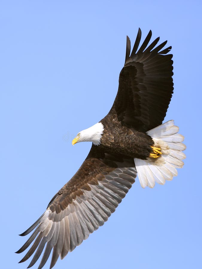 Bald Eagle soaring in sky