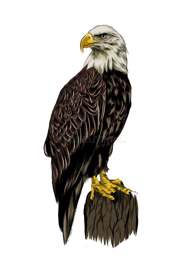 Bald eagle from a splash of watercolor, colored drawing, realistic