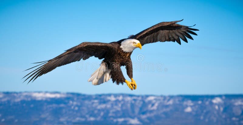 Calvo águila se extiende eso alas cómo eso está preparando sobre el países más cercano, sobre el península.