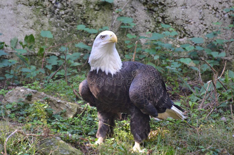 Bald Eagle Standing on the Ground Stock Photo Image of nature, proud