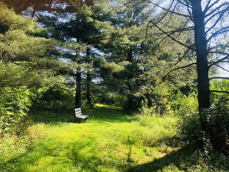 Bald Eagle State Park stock photo. Image of field, outdoor 247842692