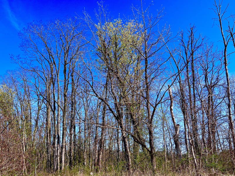 Bald Eagle State Park in PA Stock Image Image of forest, winter