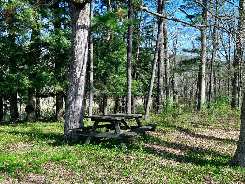 Bald Eagle State Park in PA Stock Image Image of wilderness, eagle