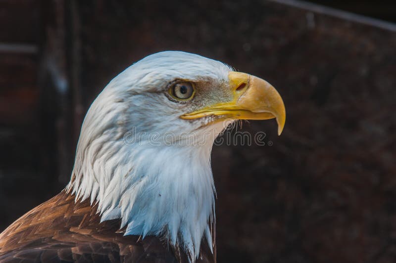 Bald eagle symbol of usa