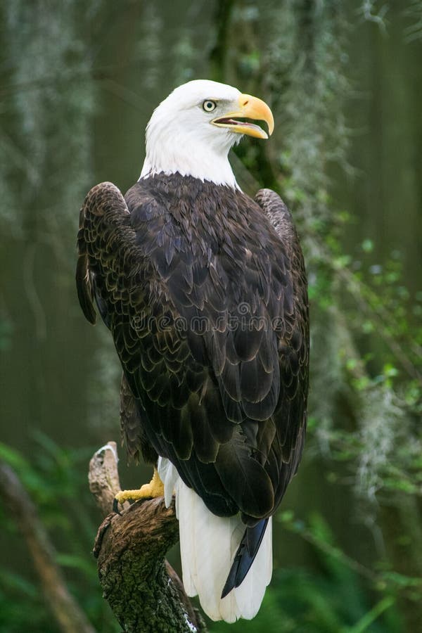 Bald Eagle in Tampa Florida Zoo stock images Bald Eagle in Tampa Florida Zoo stock images