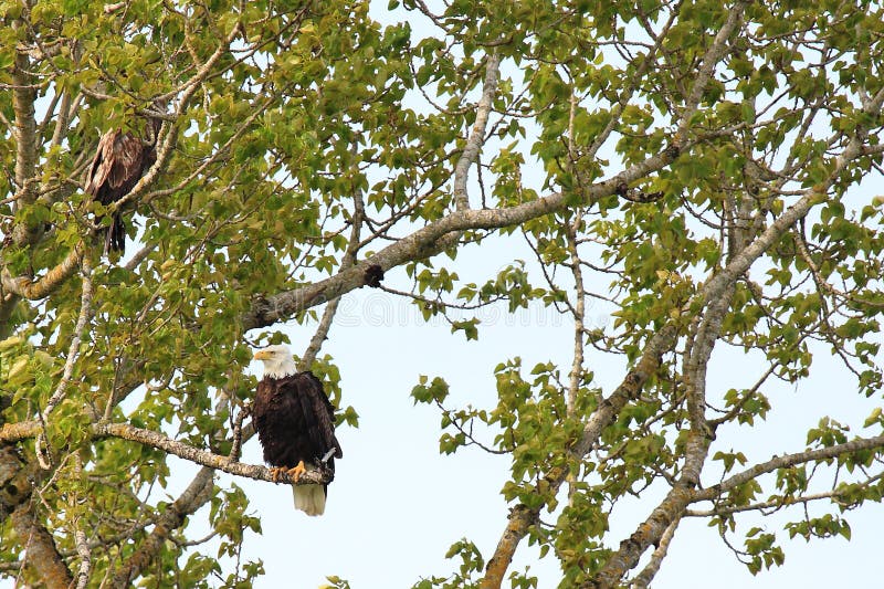Bald Eagle in tree