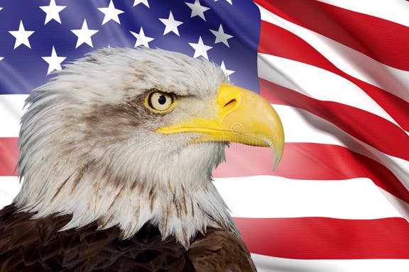 812 Bald Eagle Usa Flag Stock Photos - Free & Royalty-Free Stock Photos ...