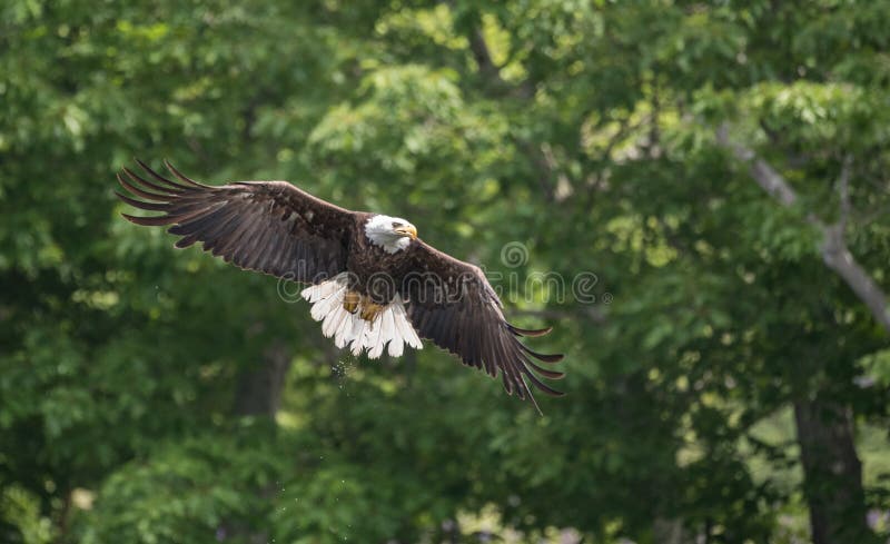 Bald Eagle In Washington Stock Photo Image Of Portrait 109362136 Bald Eagle In Washington Stock Photo Image Of Portrait 109362136
