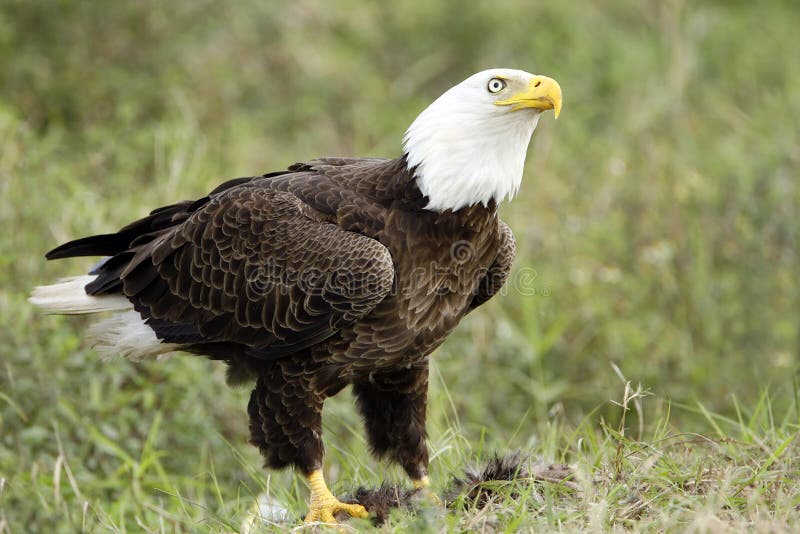 Bald Eagle watching over his meal stock photos Bald Eagle watching over his meal stock photos