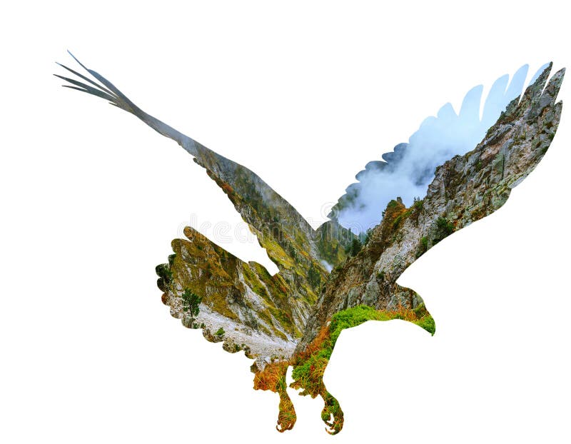 Bald eagle on white backgroun. stock illustration Bald eagle on white backgroun. stock illustration