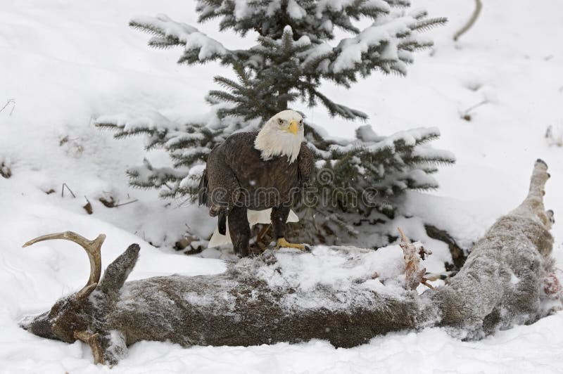Bald Eagle Eating Deer
