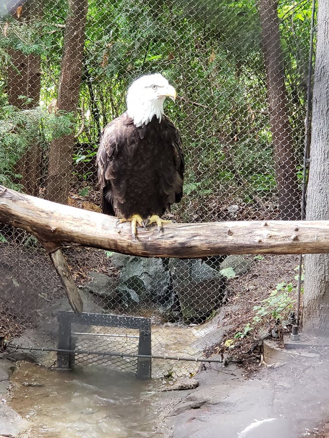 Bald Eagle at the zoo royalty free stock photography Bald Eagle at the zoo royalty free stock photography