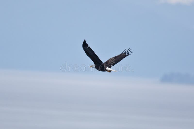 Bald Eagles