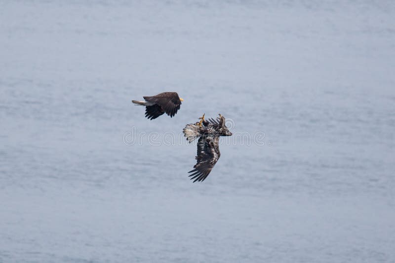 Bald Eagles