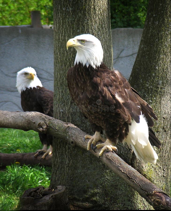 Bald Eagles stock image Bald Eagles stock image