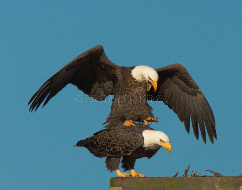 Bald Eagles Mating stock image. Image of yellow, bird 30870173