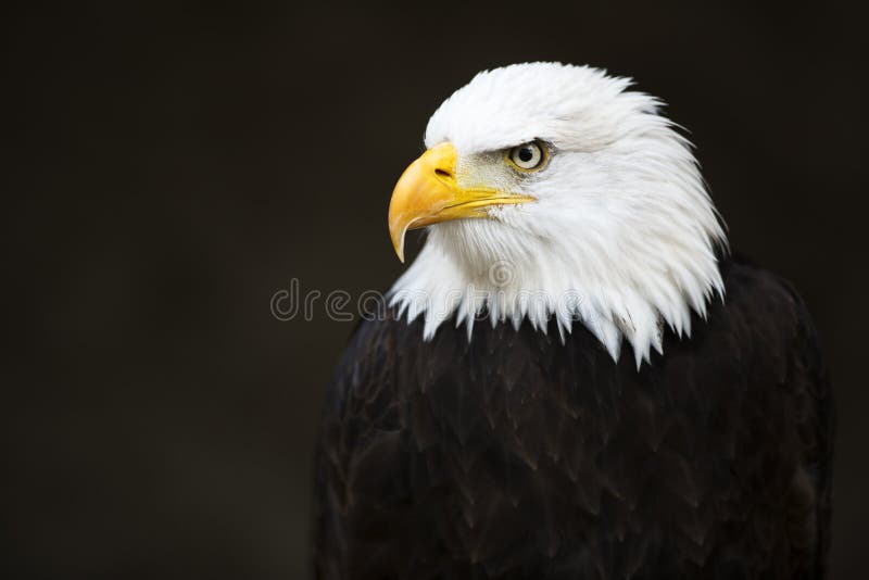 Bald Headed Eagle