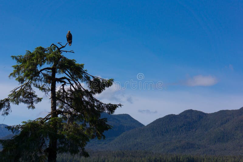 615 798 Tree Top Photos Free Royalty Free Stock Photos From Dreamstime