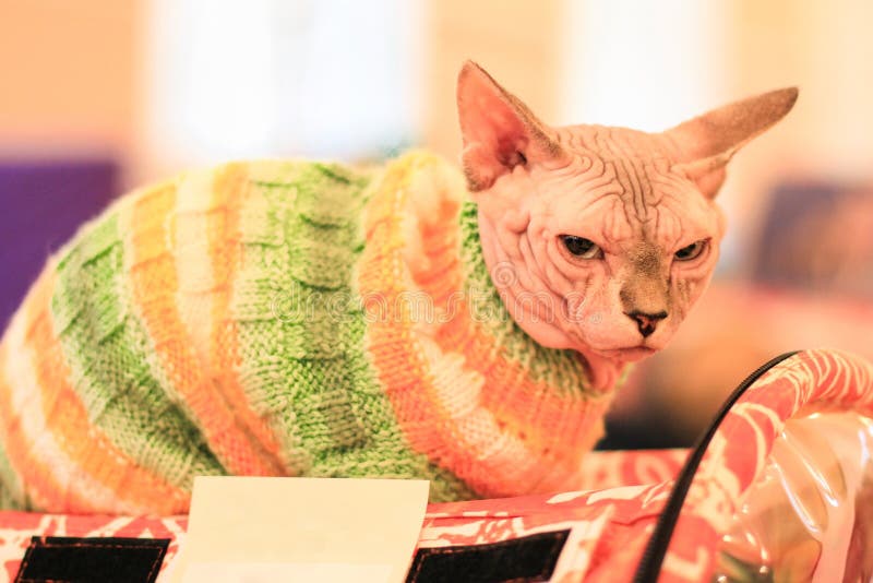 sphynx cat sweater