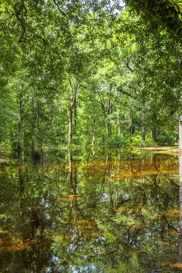 Bald Trees Reflecting in the Water in a Florida Swamp on a Warm Stock