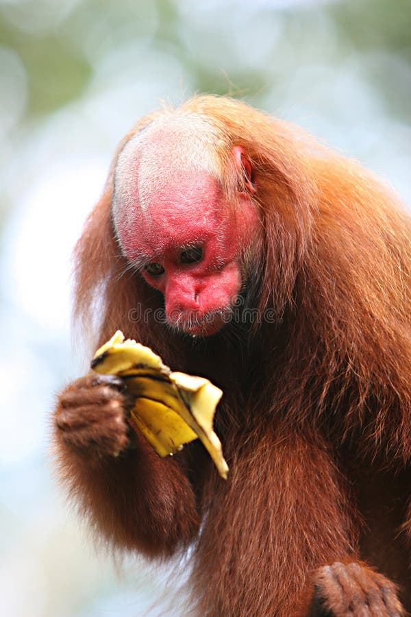 bald-uakari-red-faced-monkey-eating-banana-peru-39682455.jpg