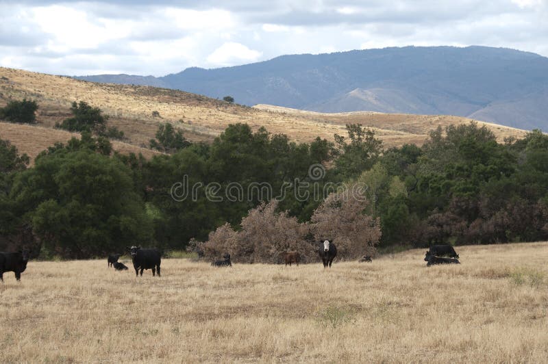 Baldy negro y Angus Cattle negro en un campo