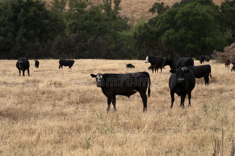 Baldy negro y Angus Cattle negro en un campo