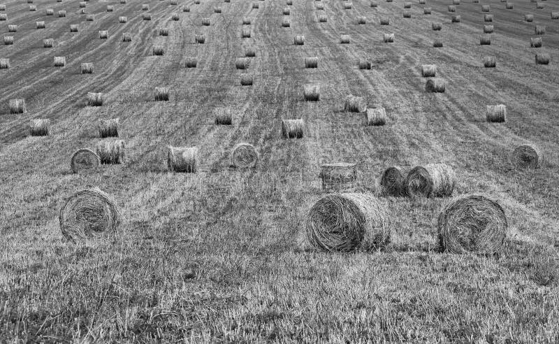 bales of hay gathered in the field 02. bales of hay gathered in the field 02