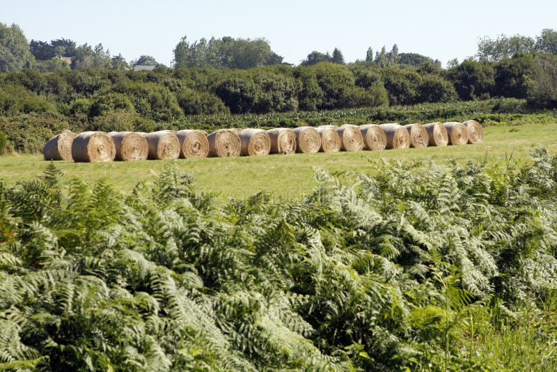 Bale of straw stock image. Image of agriculture, straw 76352043