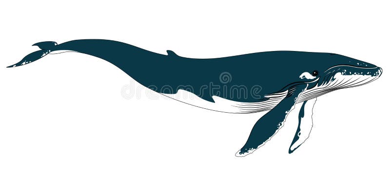 Baleia azul grande realística em um fundo branco ilustração royalty free Baleia azul grande realística em um fundo branco ilustração royalty free