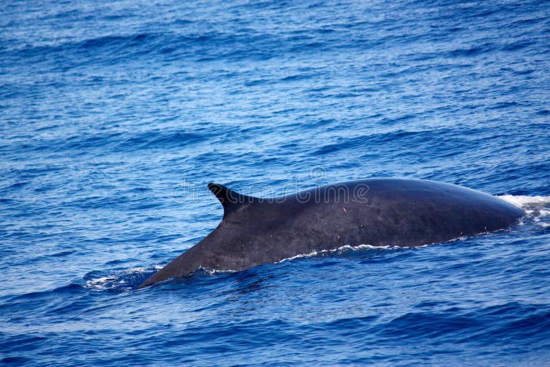 The back of a Fin Whale seen in the Mediterranean Sea, in Italy, in an area called Pelagos Sanctuary for Mediterranean Marine Mammals. This is a Marine Protected Area aimed at the protection of marine mammals (cetaceans). The sanctuary is located in the Ligurian basin of the Mediterranean Sea and it is believed to be the main feeding ground for Fin Whales in the Mediterranean basin. The back of a Fin Whale seen in the Mediterranean Sea, in Italy, in an area called Pelagos Sanctuary for Mediterranean Marine Mammals. This is a Marine Protected Area aimed at the protection of marine mammals (cetaceans). The sanctuary is located in the Ligurian basin of the Mediterranean Sea and it is believed to be the main feeding ground for Fin Whales in the Mediterranean basin.