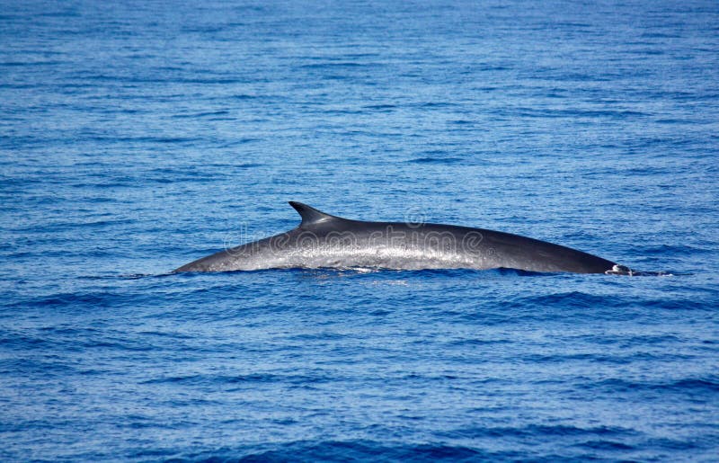 The back of a Fin Whale seen in the Mediterranean Sea, in Italy, in an area called Pelagos Sanctuary for Mediterranean Marine Mammals. This is a Marine Protected Area aimed at the protection of marine mammals (cetaceans). The sanctuary is located in the Ligurian basin of the Mediterranean Sea and it is believed to be the main feeding ground for Fin Whales in the Mediterranean basin. The back of a Fin Whale seen in the Mediterranean Sea, in Italy, in an area called Pelagos Sanctuary for Mediterranean Marine Mammals. This is a Marine Protected Area aimed at the protection of marine mammals (cetaceans). The sanctuary is located in the Ligurian basin of the Mediterranean Sea and it is believed to be the main feeding ground for Fin Whales in the Mediterranean basin.